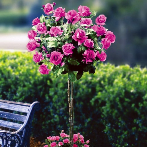 -big-purple_83932395