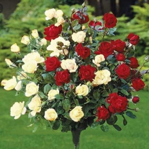 -crveno-bijela-stablasica