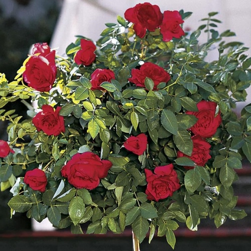 -red-berlin-stablasica