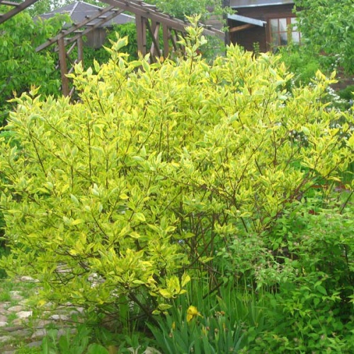 arenolisni_dren__cornus_alba_uto-zeleni