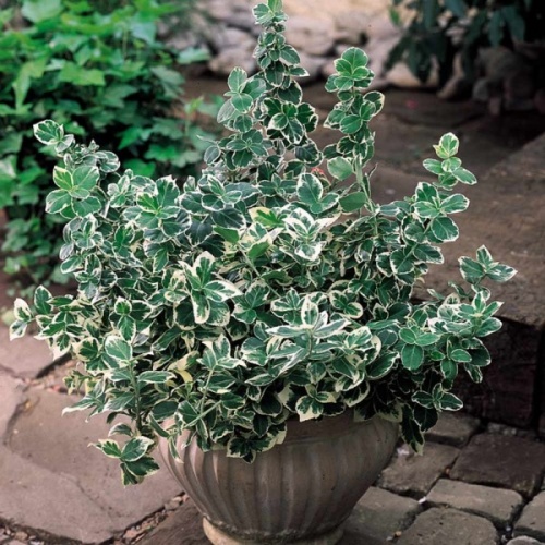 belo_zeleni_evonimus