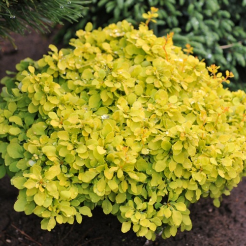 berberis_tiny_gold