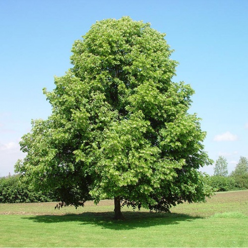 bijelalipatilia_cordata