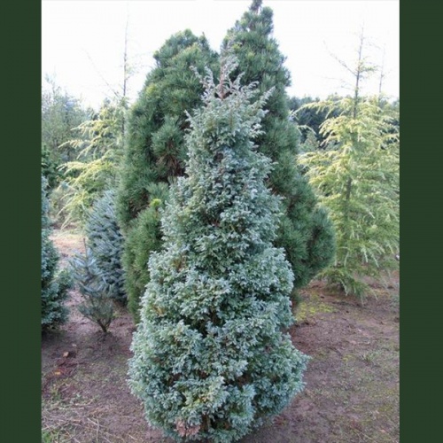 chamaecyparis_pisifera_boulevard2