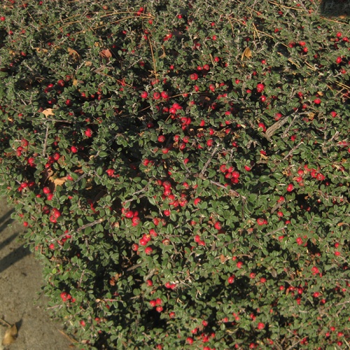 cotoneaster_microphyllus