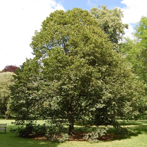 crna_lipatilia_platyphyllos