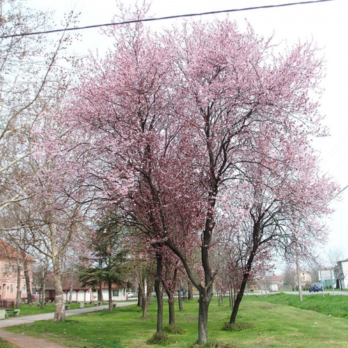 crvenolisna_ljiva_prunus_cerasifera_pissardii