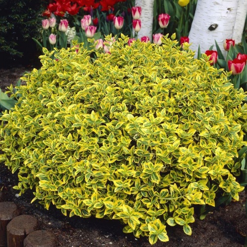 euonymus_emerald_gold