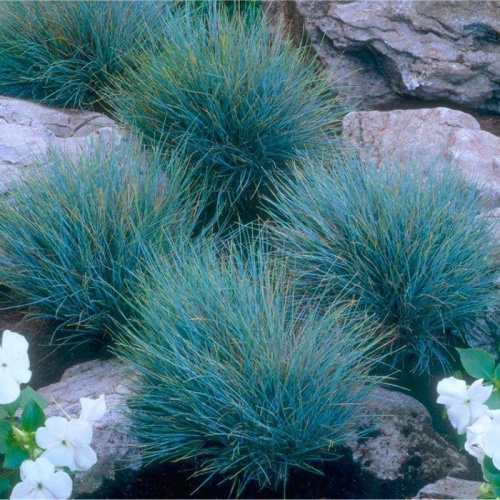 festuca_glauca_elijah_blue