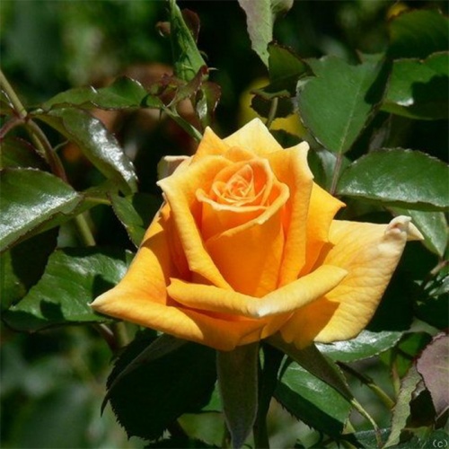 goldmonica2_1790629252