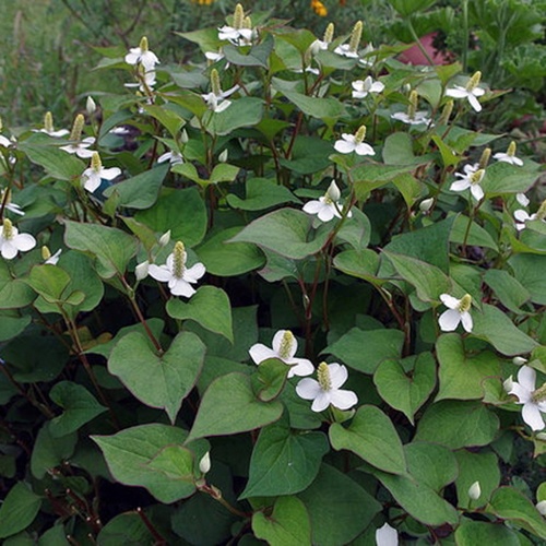 houtuynia_cordata