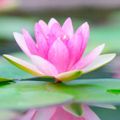 lokvanj_svjetlo_pink