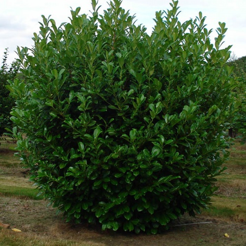 lovor_vinja_prunus_laurocerasus