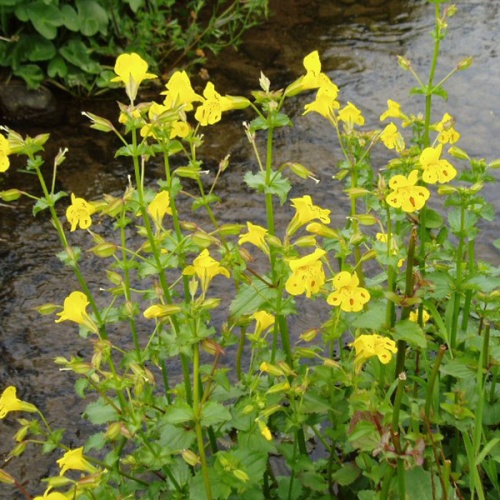 mimulus_luteus