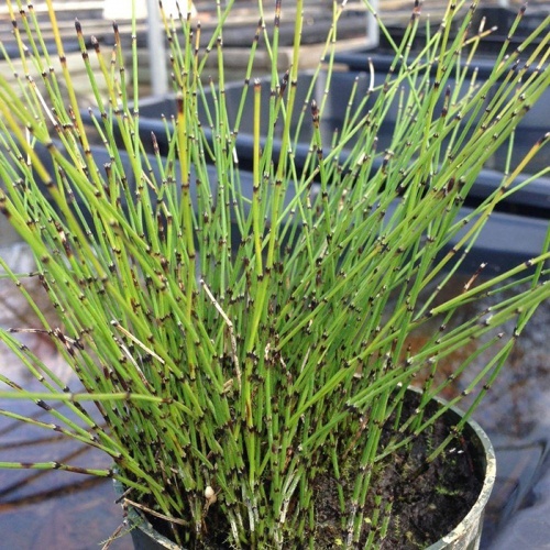 mini_equisetum