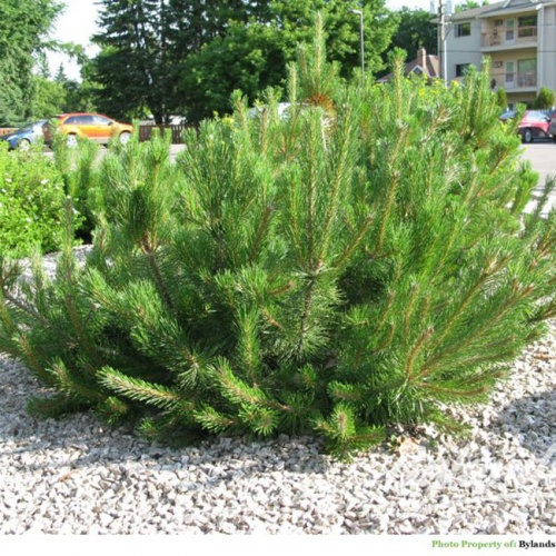 patuljasti_bor_-pinus_mugo