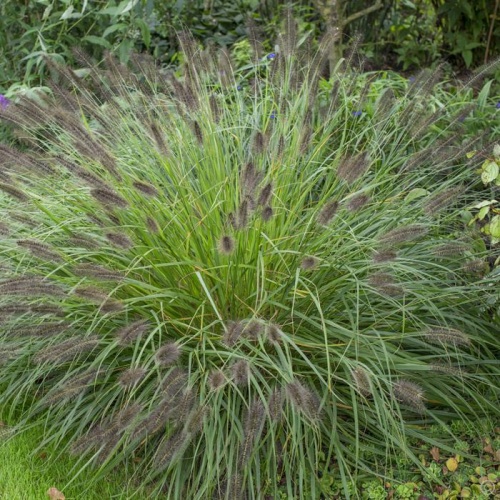 penisetum_alopecuroides_moudry