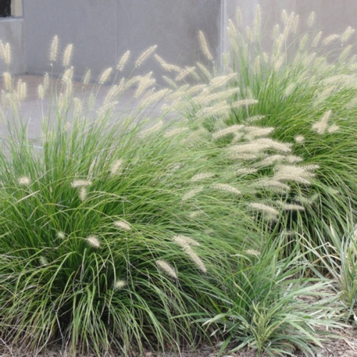 penisetum_little_bunny