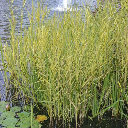 phragmites_australis_variegatus