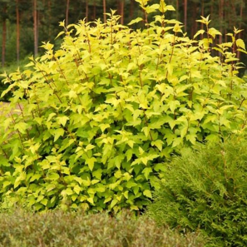 physocarpus_opulifolius_darts_gold