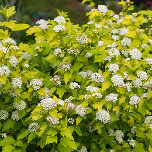 physocarpus_opulifolius_darts_gold2