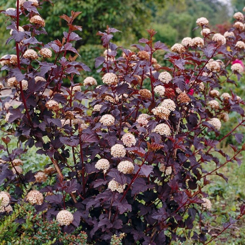 physocarpus_opulifolius_diabolo