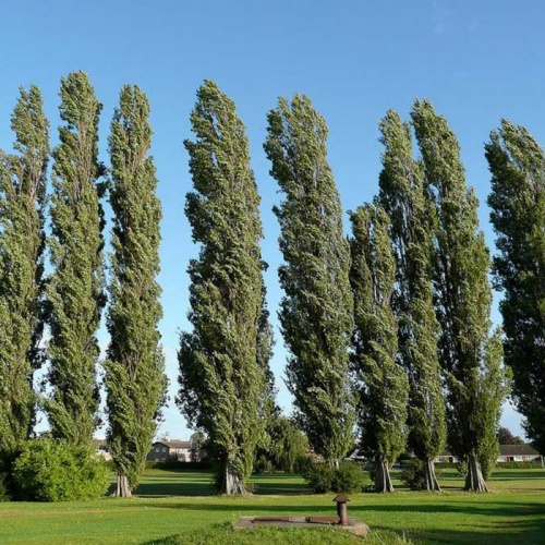 populus_nigra_italica