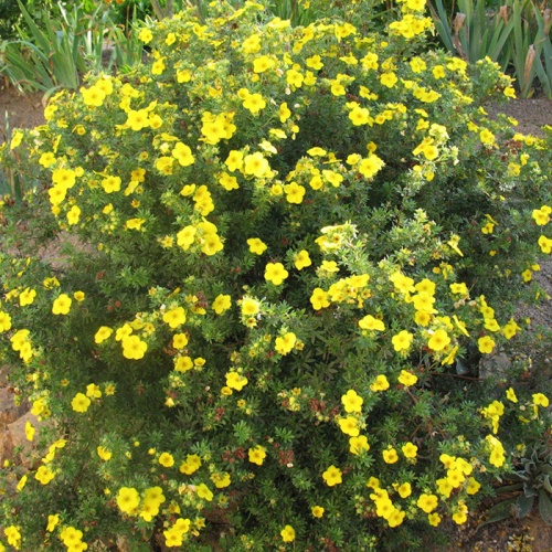 potentilla_fruticosa_goldfinger