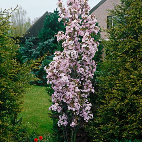 prunus_amanogawa