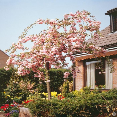 prunus_kiku_shidare_zakura