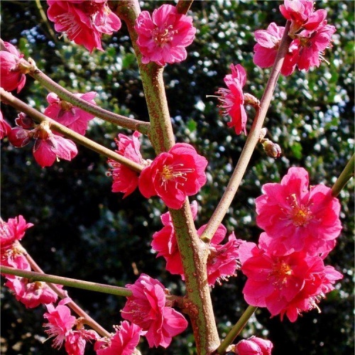 prunus_persica_melred