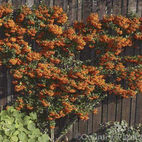 pyracantha_hybrid_mohave