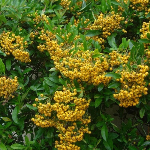 pyracantha_zuta