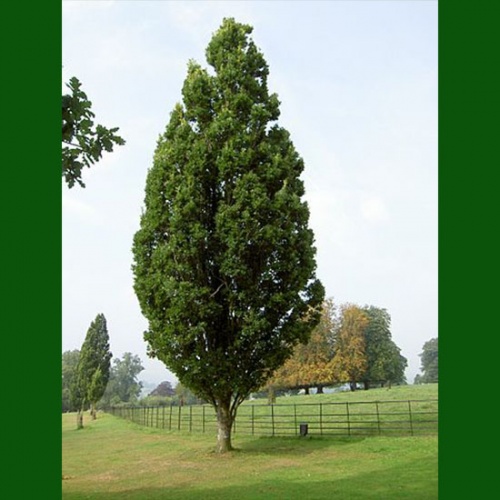 quercus_robur_pyramidalis_piramidalni_hrast