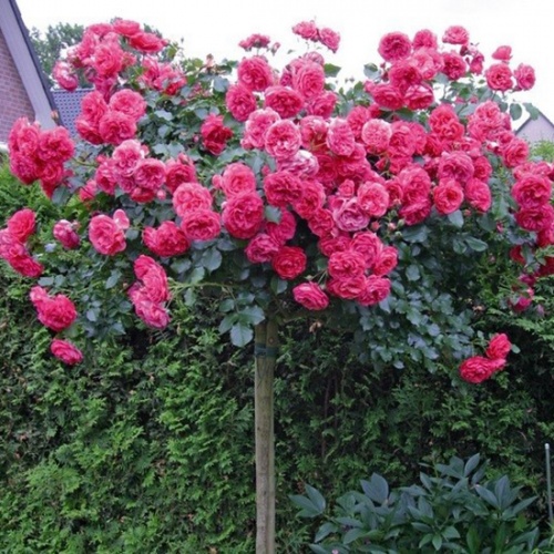 rosalium2_1165606352