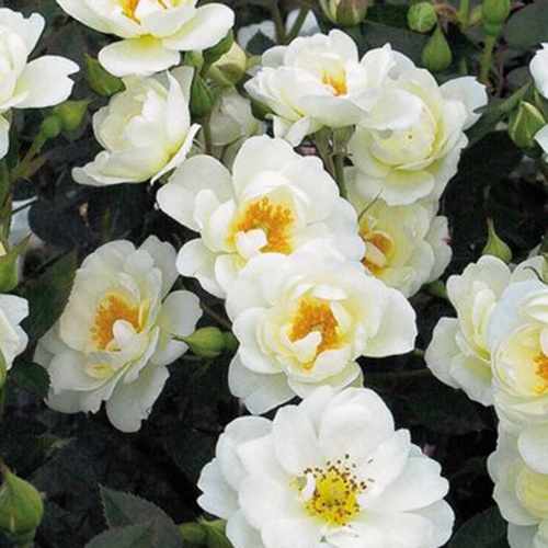 ruza-bela-mini-white-corvet