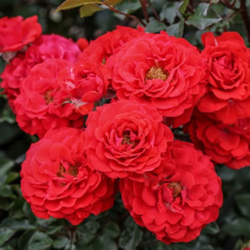 ruza-mini-crvena-estima