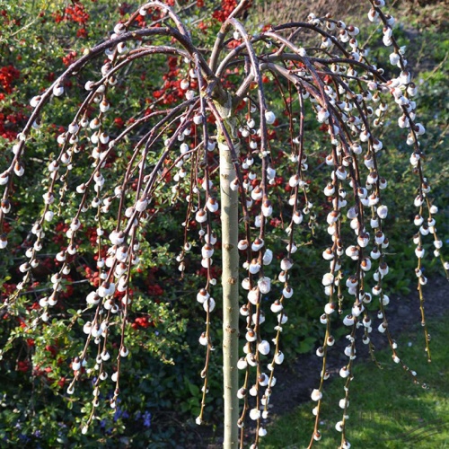 salix_carpea_pendula
