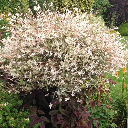 salix_integra_flamingo