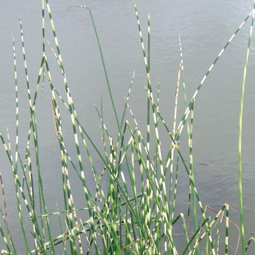 scirpus_zebrinus