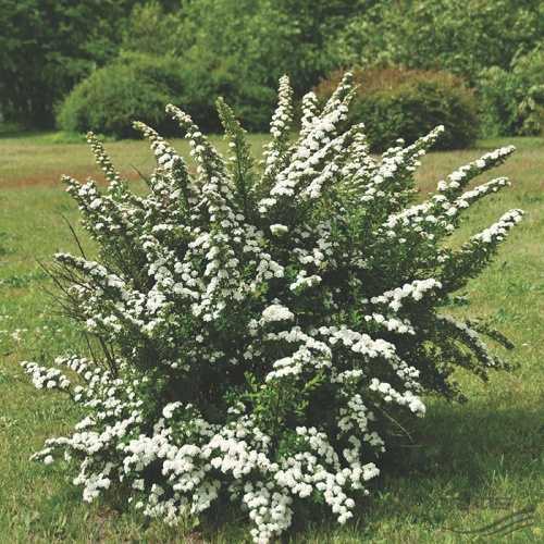 spirea_nipponica_snowmound