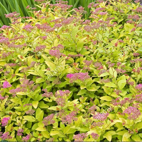 spirea_zlatna