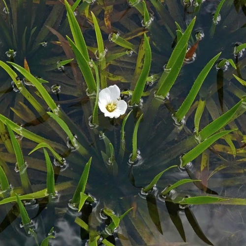 stratiodes_eloides_50295334