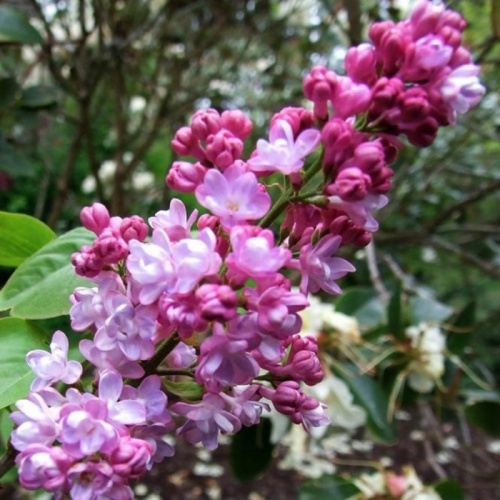 syringa_vulgaris__tamno_roze