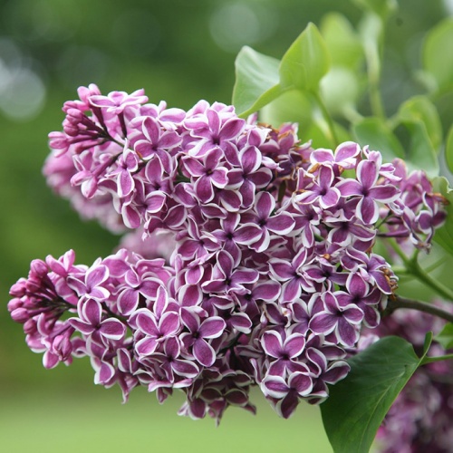 syringa_vulgaris_sensation