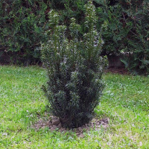 taxus_baccata_common_yew1
