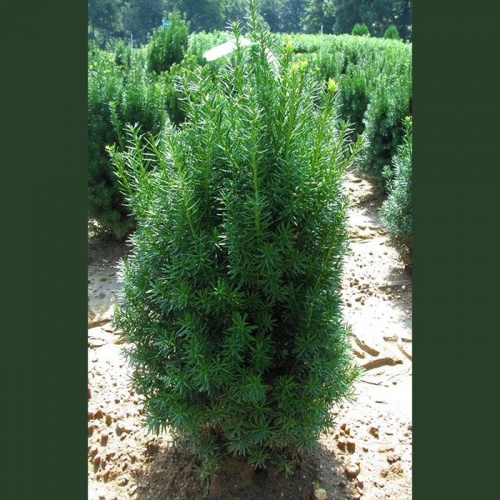 taxus_baccata_common_yew2