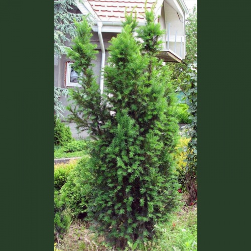 taxus_baccata_common_yew3
