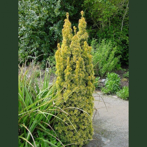 taxus_baccata_fastigiata_aurea1