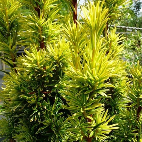 taxus_baccata_fastigiata_aurea3